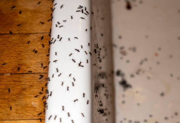 Best Best Pest Control Companies  in Biltmore Forest, NC