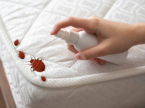 Best Bed Bug Extermination  in Biltmore Forest, NC