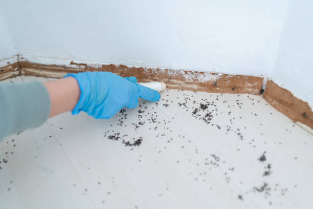 Best Wasp Removal Services  in Biltmore Forest, NC